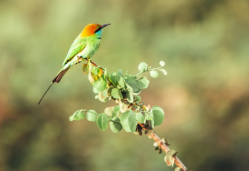 The telephoto lens shoot of the Green bee-eater bird in the jungles of Sri Lanka