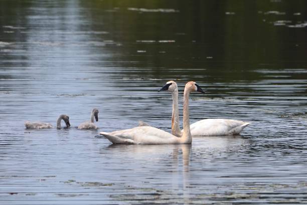 istock Trumpeter Swans with Cygnets 1012738206