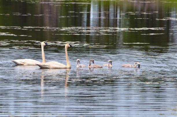 istock Trumpeter Swans with Cygnets 1012738212