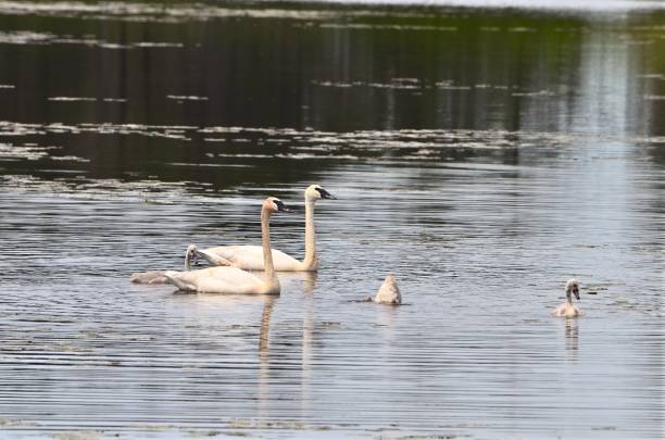 istock Trumpeter Swans with Cygnets 1012738216
