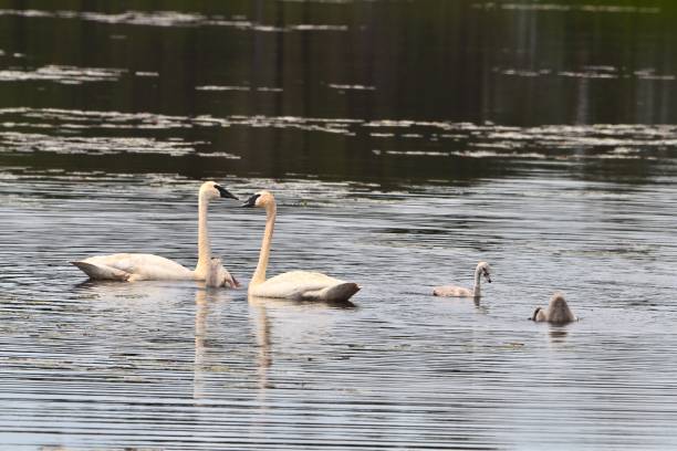 istock Trumpeter Swans with Cygnets 1012738222