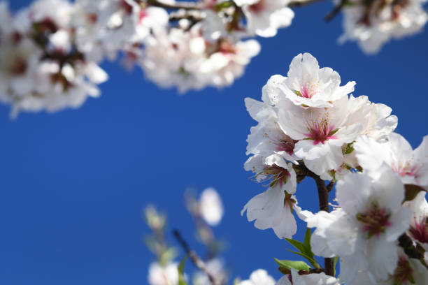 istock Almond blossom. Spring background. Spain. Altea 1012740718