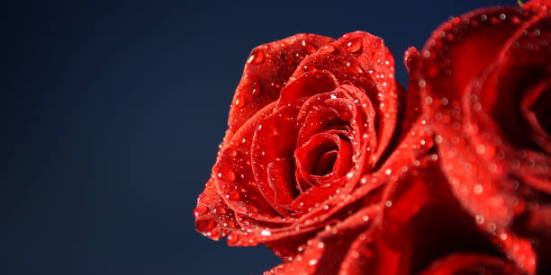 istock Red Roses. Wedding background. Valentines Day. 1012740852
