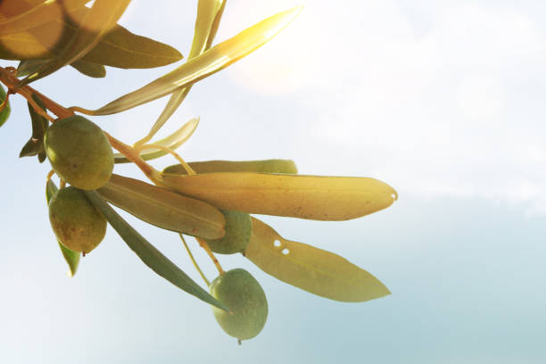 istock Olives, summer backround, Spain, Italy 1012741206