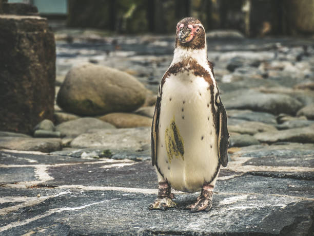 istock Penguin in zoo. standing. Austrodyptornithes. 1012746460