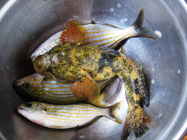 caught fish Freshly caught fish in a metal bowl await preparation for dinner salpa stock pictures, royalty-free photos & images