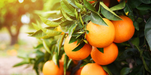 orange al jardín - huerta fotografías e imágenes de stock