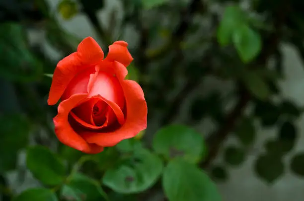 red rose isolated on bokeh background