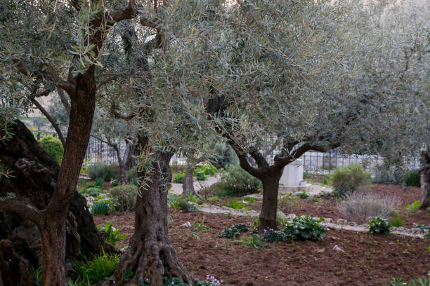istock Garden of Gethsemane 1012757236