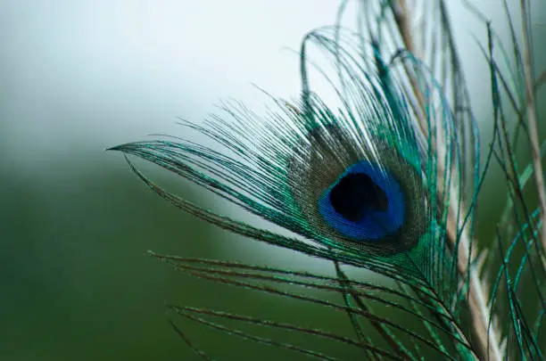 peacock feather isolated on bokeh background