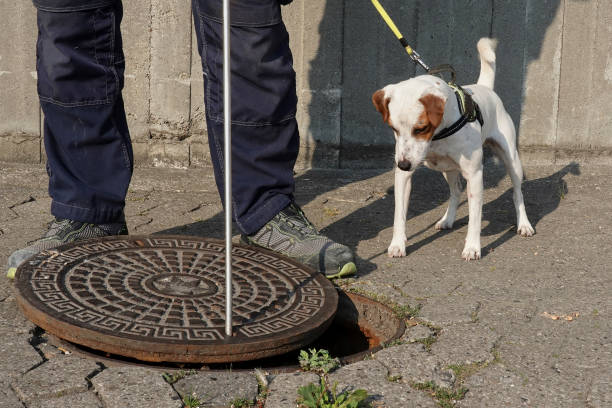 rat dog at work - snif imagens e fotografias de stock