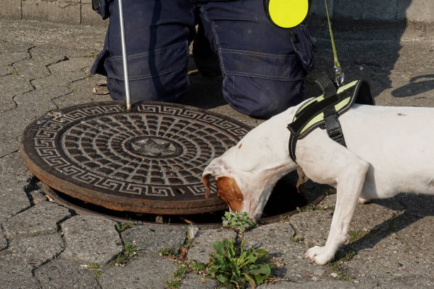 rat dog at work - snif imagens e fotografias de stock