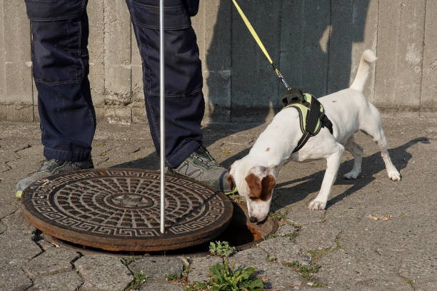 rat dog at work - snif imagens e fotografias de stock