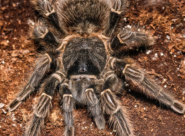 istock Tarantula Grammostola porteri isolated on black background 1012765912