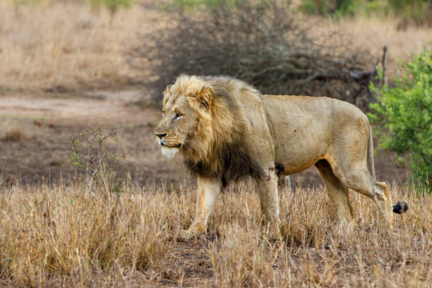 istock Male lion Krugerpark 1012766800