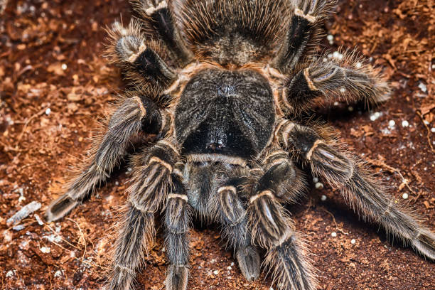 istock Tarantula Grammostola porteri isolated on black background 1012768278