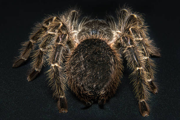 istock Tarantula Grammostola porteri isolated on black background 1012770812