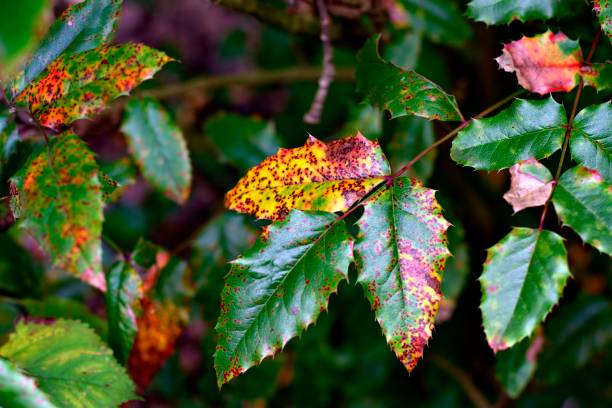 istock Autumn background with colorful leaves. 1012771072