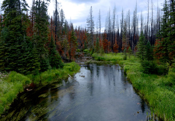 nördlichen saskatchewan - prince albert national park stock-fotos und bilder