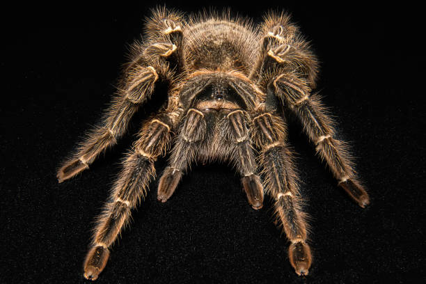istock Tarantula Grammostola porteri isolated on black background 1012771308