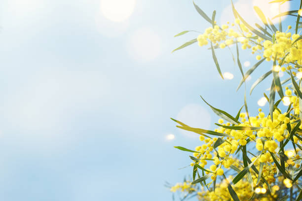 istock Blooming mimosa branches against the sky 1012776238