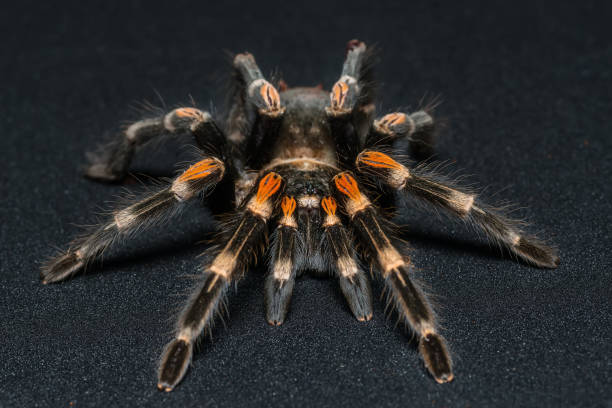 istock Mexican redknee tarantula (Brachypelma smithi) isolated on black background 1012778692