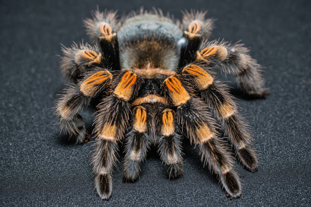 istock Mexican redknee tarantula (Brachypelma smithi) isolated on black background 1012779048