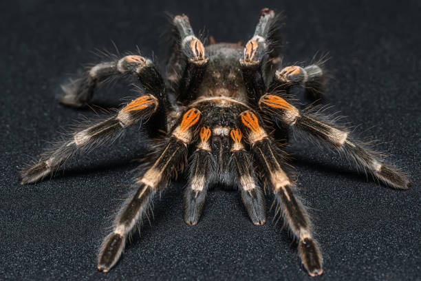 istock Mexican redknee tarantula (Brachypelma smithi) isolated on black background 1012779272