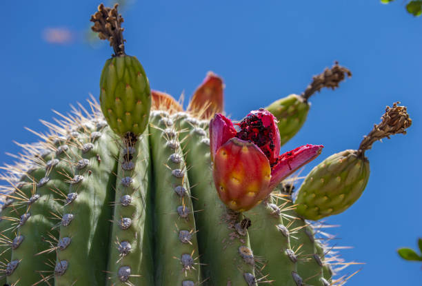 Mature saguaro cactus fruit