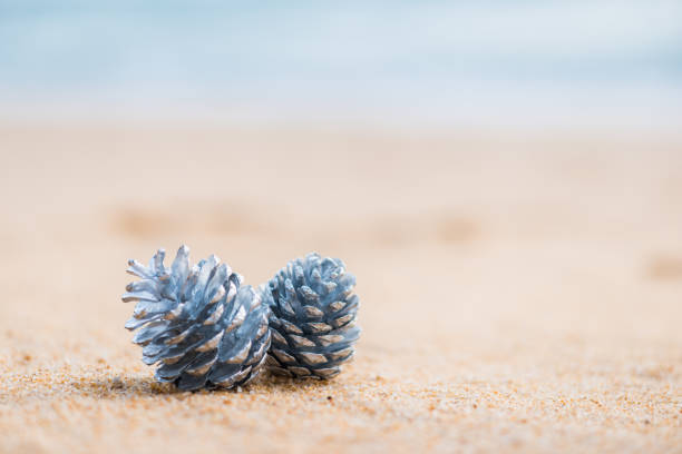 Silver pine cones decorations on the sand of tropical ocean beach , happy New Year and Merry Christmas holidays travel destinations concept