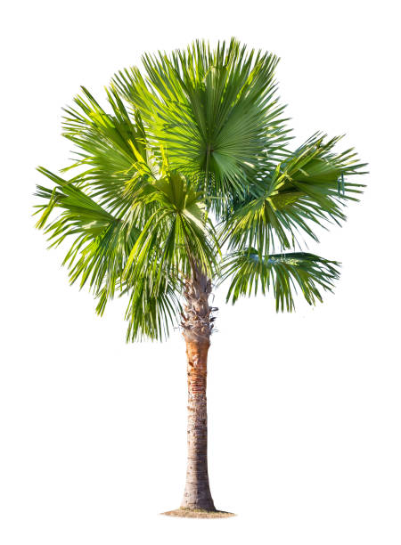 árvore de coco grande isolado no fundo branco. - tree shade large growth - fotografias e filmes do acervo