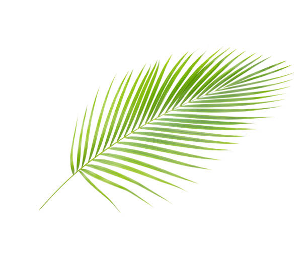 istock Green leaves of palm tree isolated on white background. 1012813956