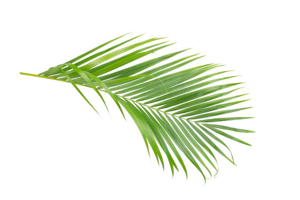 istock Green leaves of palm tree isolated on white background. 1012813964