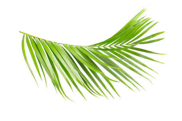 istock Green leaves of palm tree isolated on white background. 1012813972
