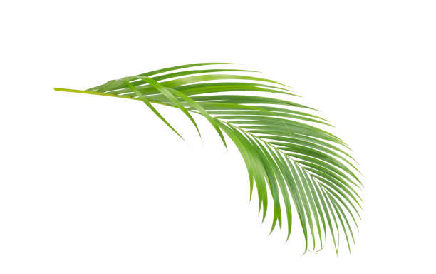istock Green leaves of palm tree isolated on white background. 1012813974