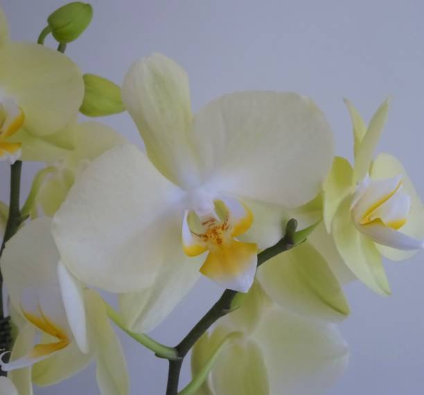 istock White and Cream Colored Orchids - Part 2 1012814060