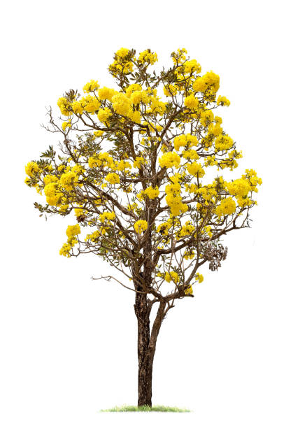 istock Big Tree with Yellow Flower Isolated on White Background 1012814066