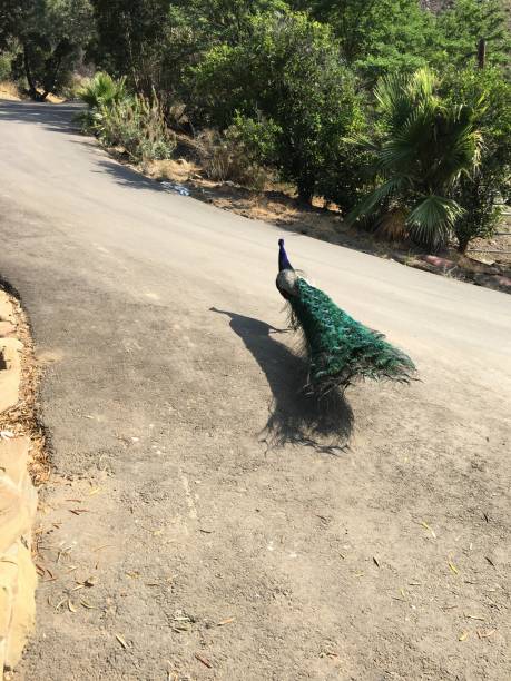istock a peacock with full train and his shadow at Toro Canyon after the Thomas Fire in Montecito California 1012821058