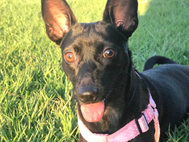 istock Black female mixed race small dog ears up attention 1012825724