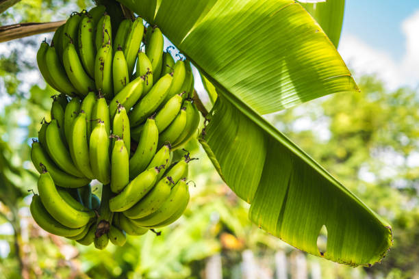 pęczek zielonych świeżych bananów - banana leaf plant tree fruit zdjęcia i obrazy z banku zdjęć