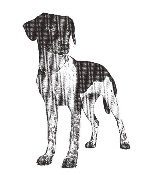 Engraving illustration of a Mixed breed hound dog in animal shelter hoping to be adopted