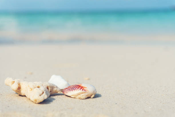 istock Tropical beach on vacation time, Summer concept 1012835848