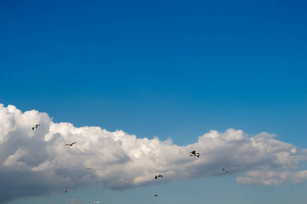 istock White color clouds cover the blue sky 1012841152
