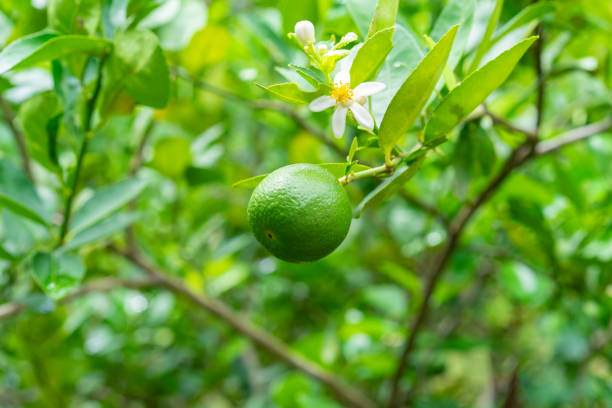istock Green limes on a tree in the garden,excellent source of vitamin C. 1012845430