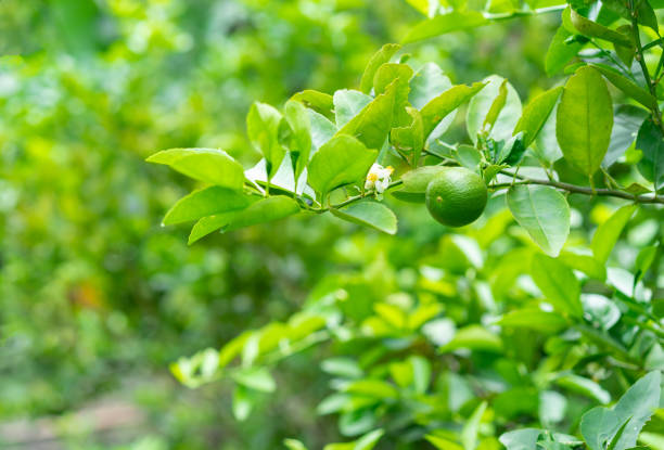 istock Green limes on a tree in the garden,excellent source of vitamin C. 1012845508
