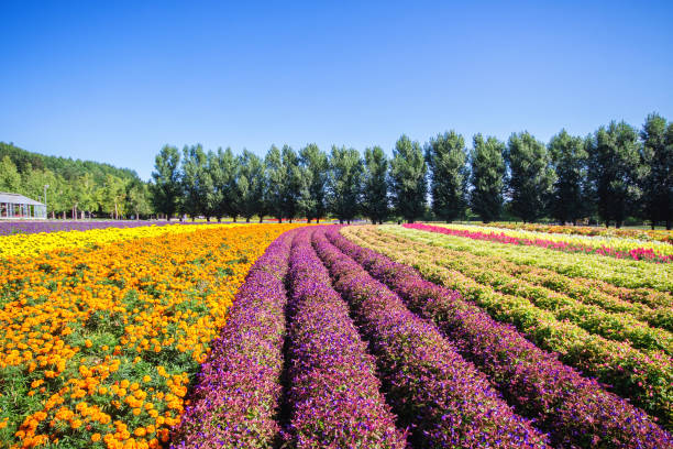 istock Colorful flowers in the field and blue sky. 1012852748