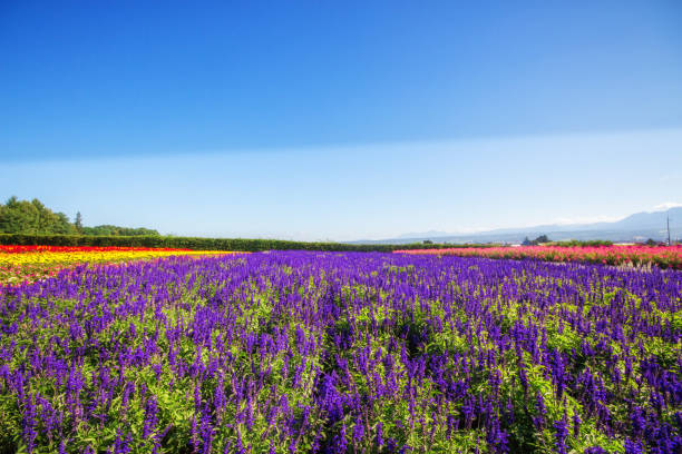istock Colorful flowers in the field and blue sky. 1012852908