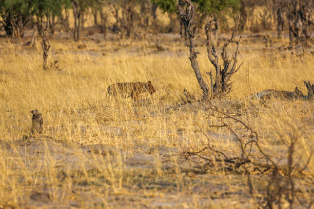 Animal, Animal Family, Big Cat, Group Of Animals, Lion - Feline