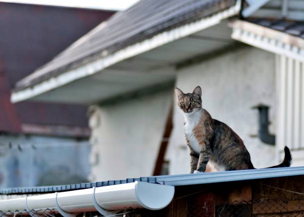 istock home cat sitting on the roof 1012860234
