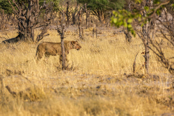 istock Lion Family 1012860344